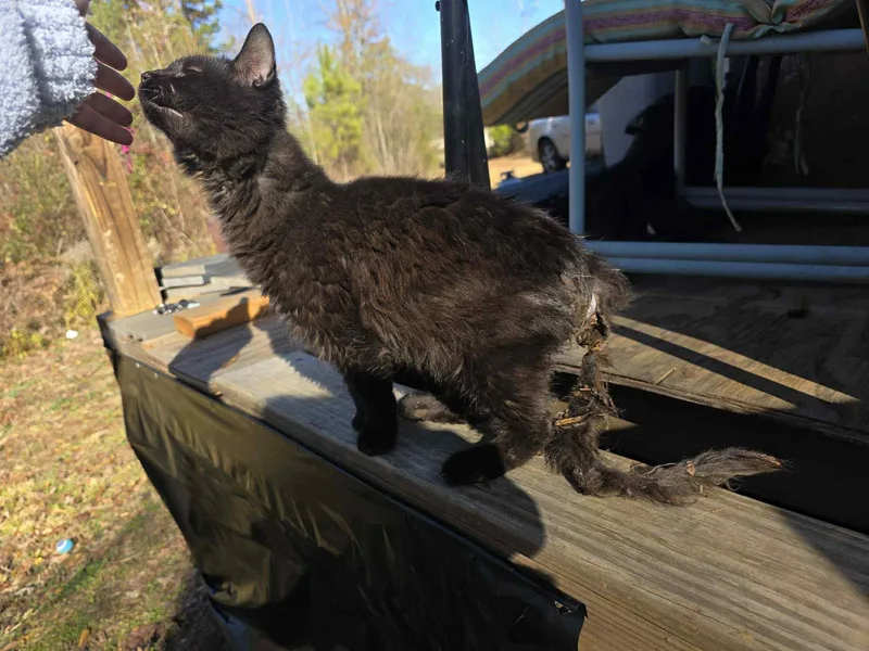 An adult medium-sized male Domestic Short Hair cat named Tails for adoption in Randolph, AL