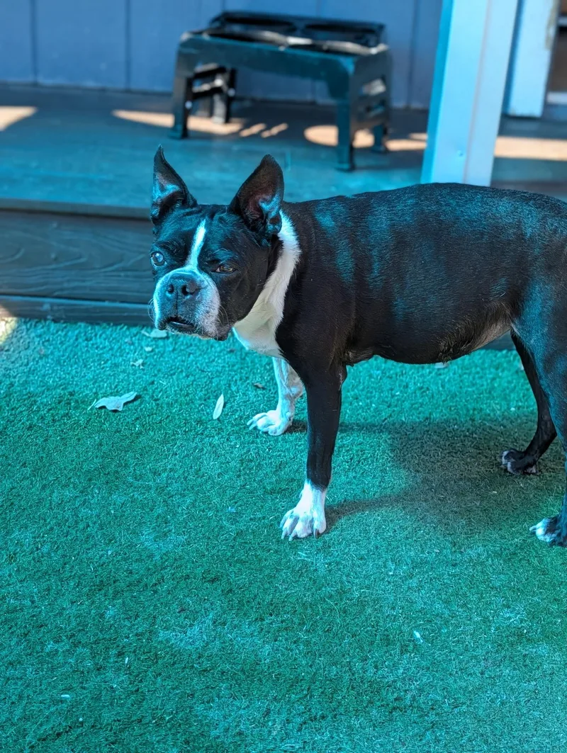 Sweet Pea thumbnail 3