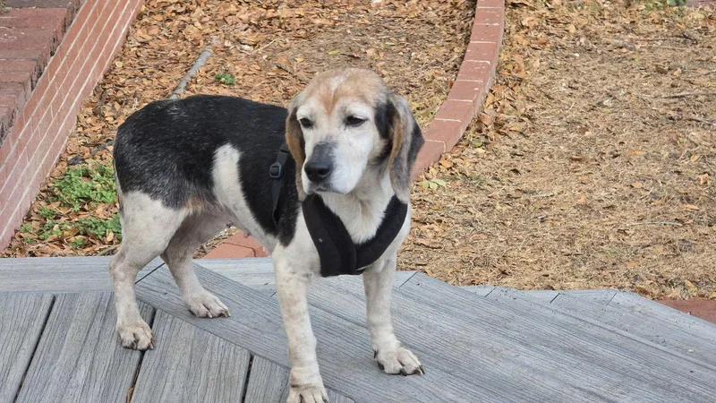 Chelsea Iii thumbnail 2