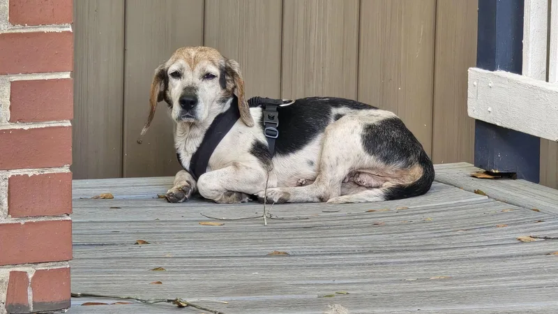 Chelsea Iii thumbnail 3