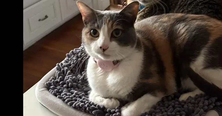 Lavender thumbnail 2