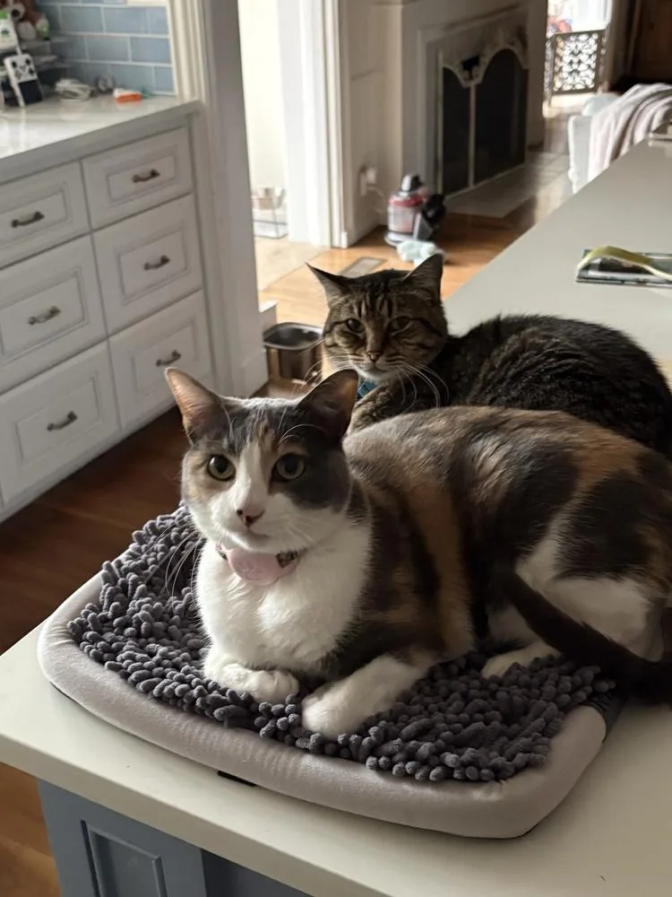 Lavender thumbnail 3