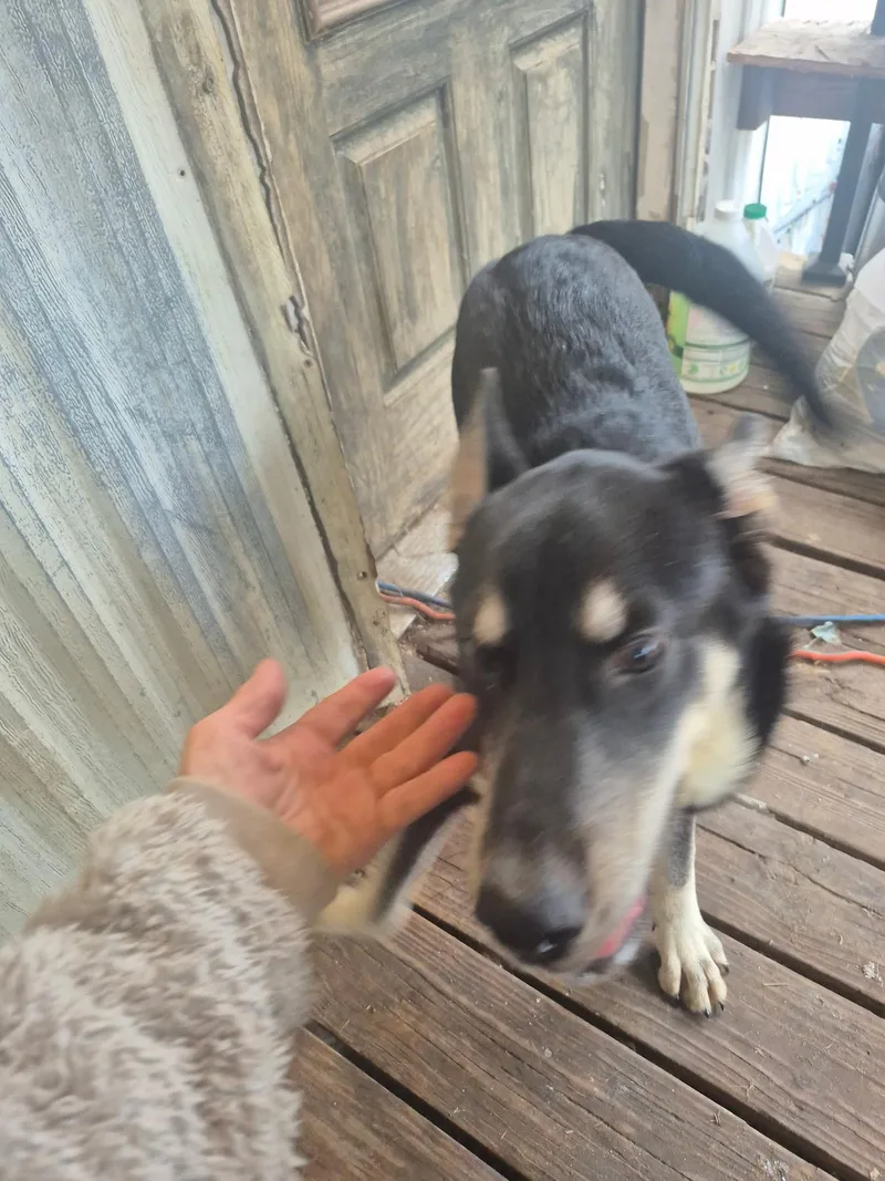 Scout "scoutie Pie" thumbnail 2