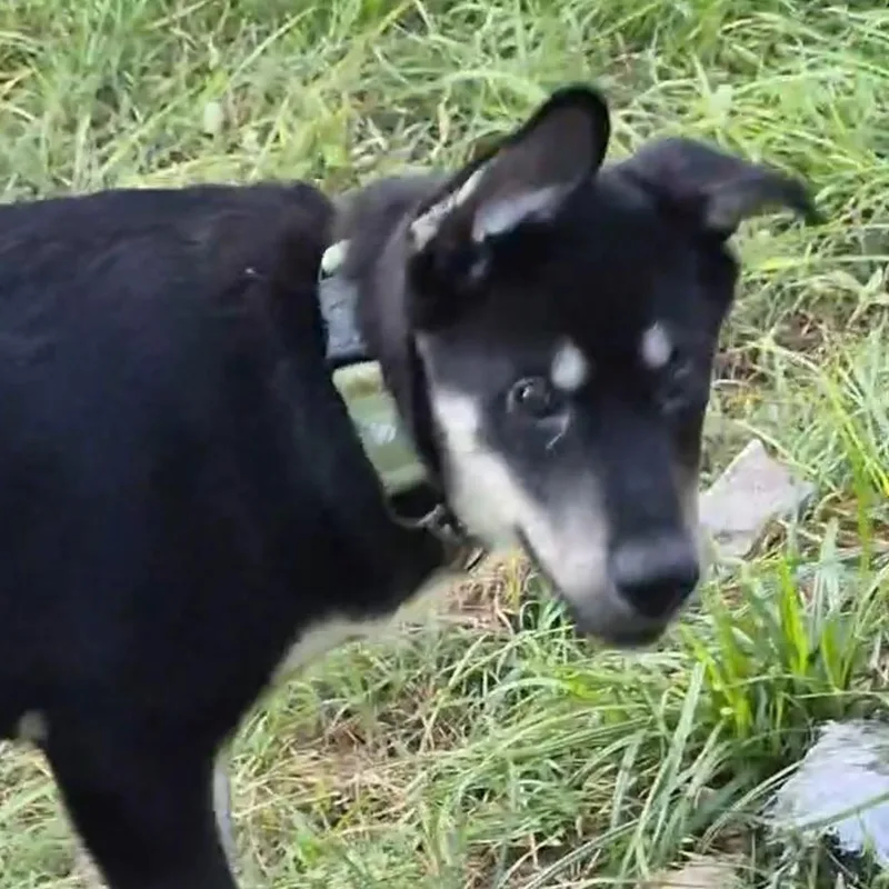 Scout "scoutie Pie" thumbnail 4