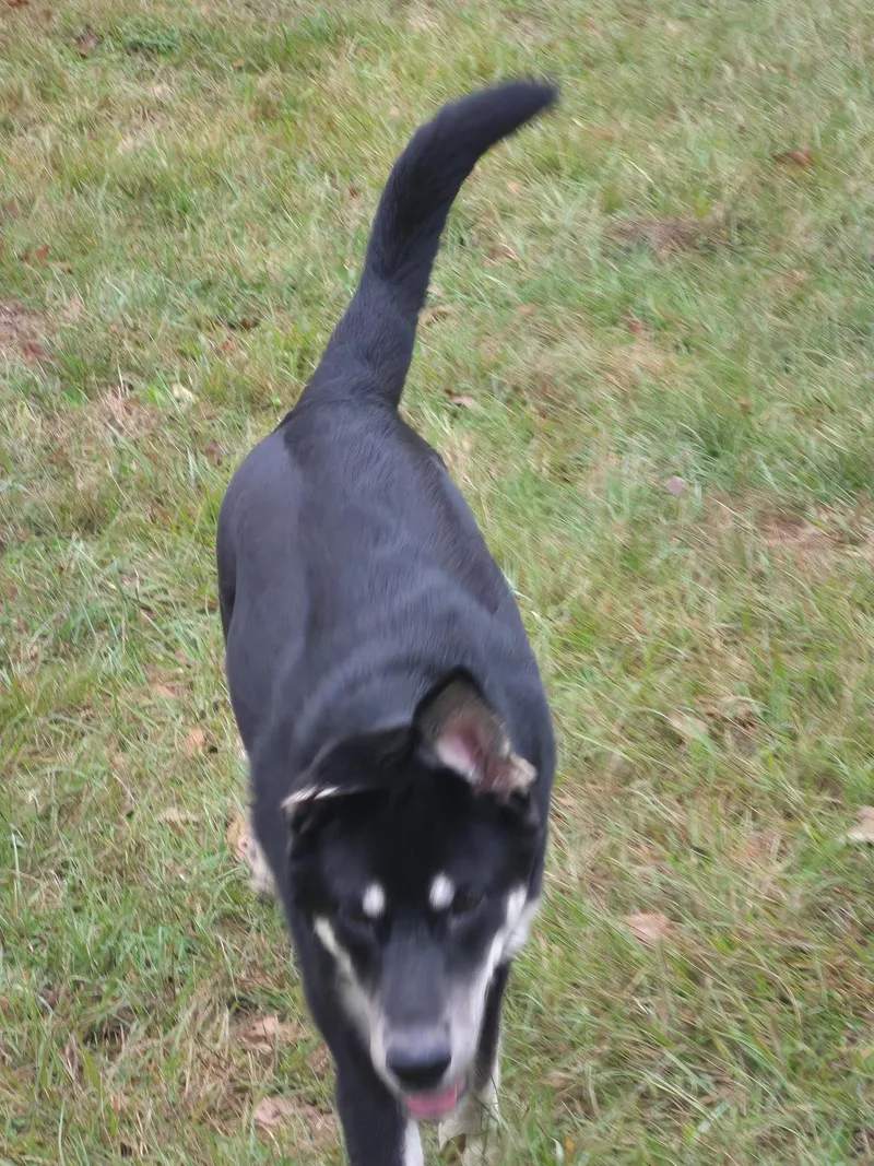 Scout "scoutie Pie" thumbnail 5