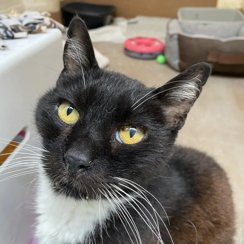 Beast Boy thumbnail 3