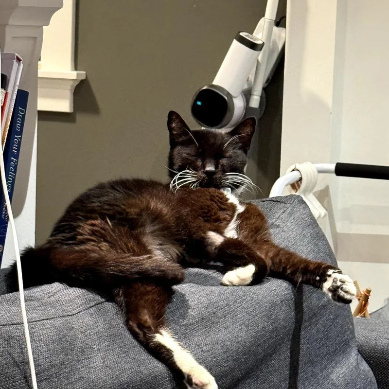 Beast Boy thumbnail 4