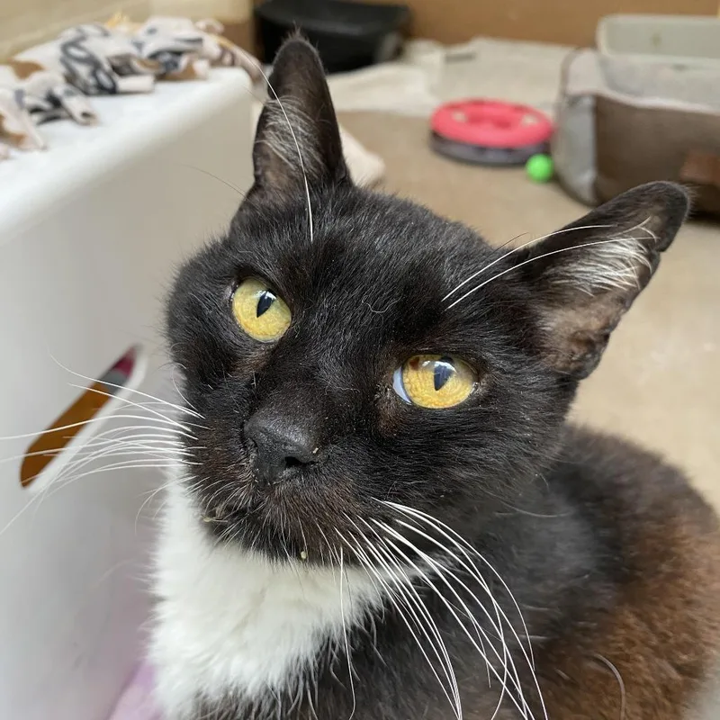 Beast Boy thumbnail 5