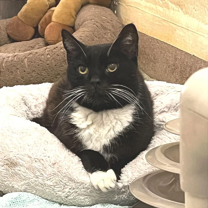 Beast Boy thumbnail 6