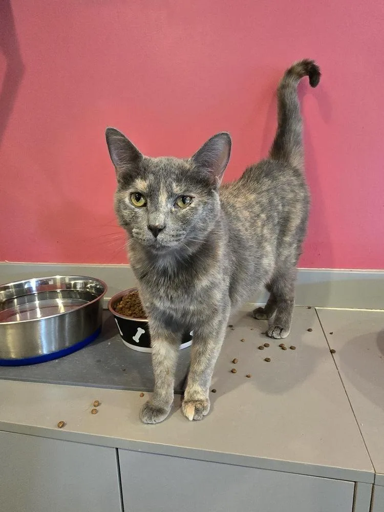 Polvo Sprinkles thumbnail 2