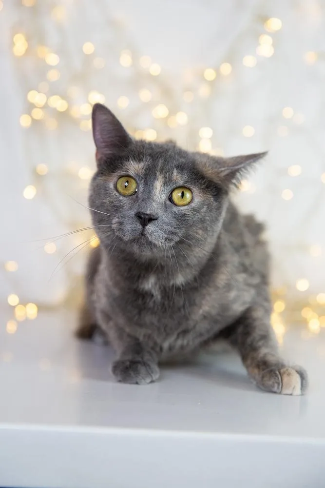 Polvo Sprinkles thumbnail 3