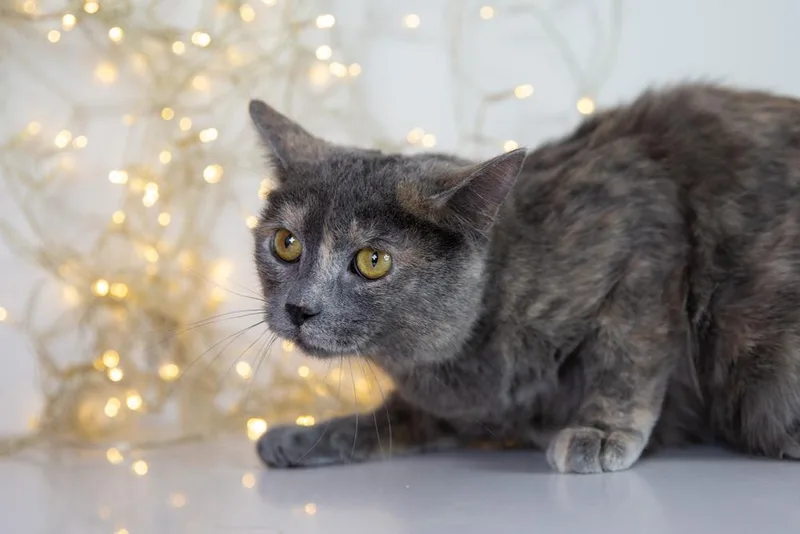 Polvo Sprinkles thumbnail 4