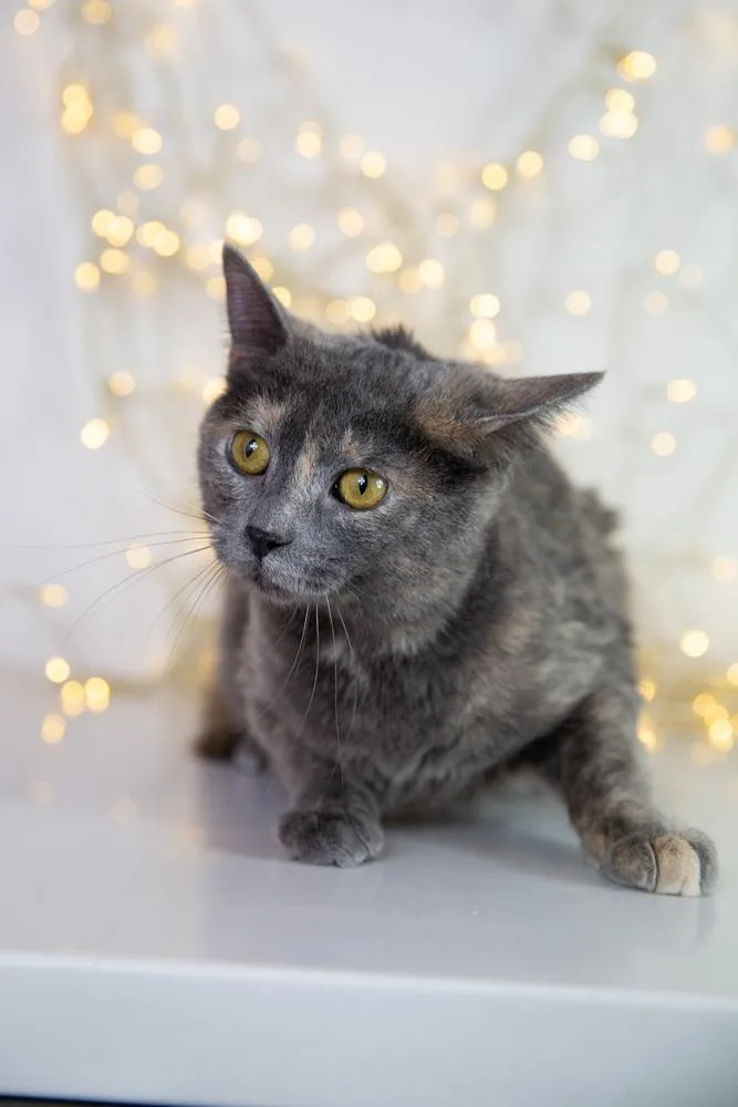 Polvo Sprinkles thumbnail 5