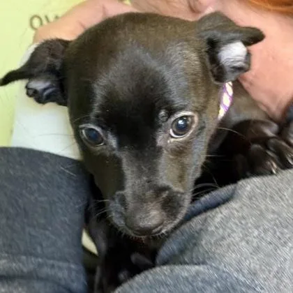 Cinderella thumbnail 2