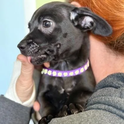 Cinderella thumbnail 3