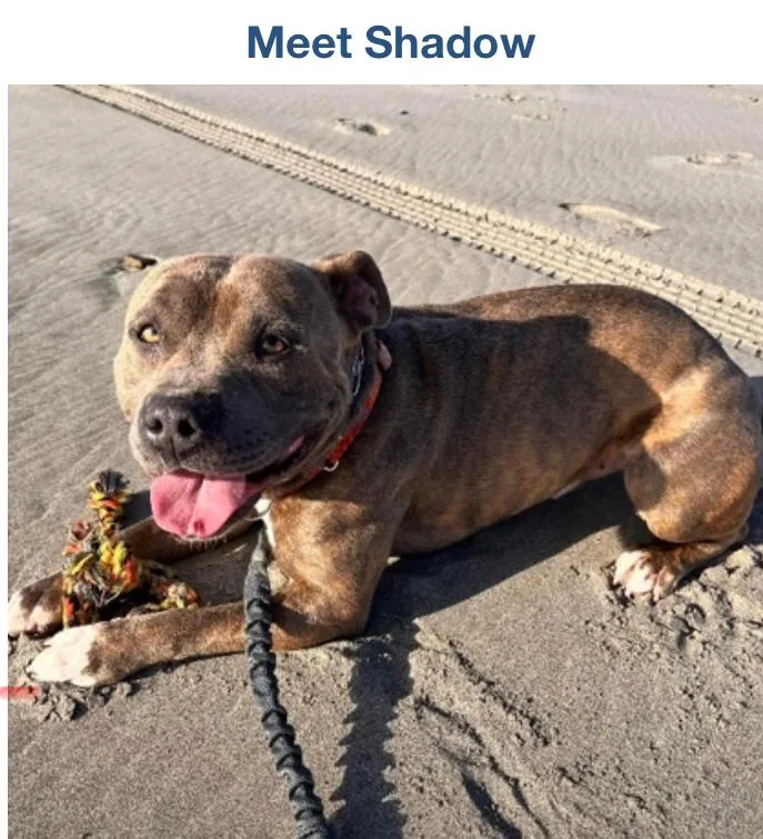 A young medium-sized male Brindle Pit Bull Terrier dog named Shadow for adoption in Long Beach, WA
