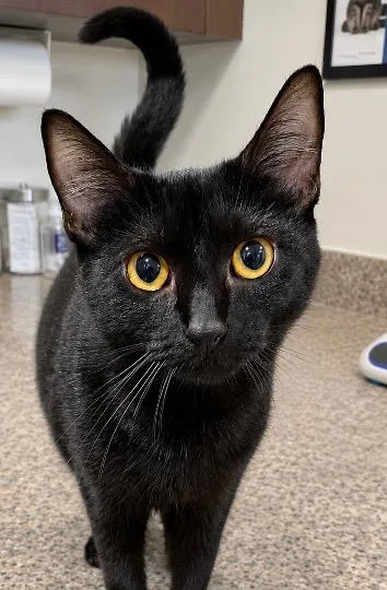 A baby medium-sized female Black Domestic Short Hair cat named Fleetwood Mac for adoption in Cincinnati, OH