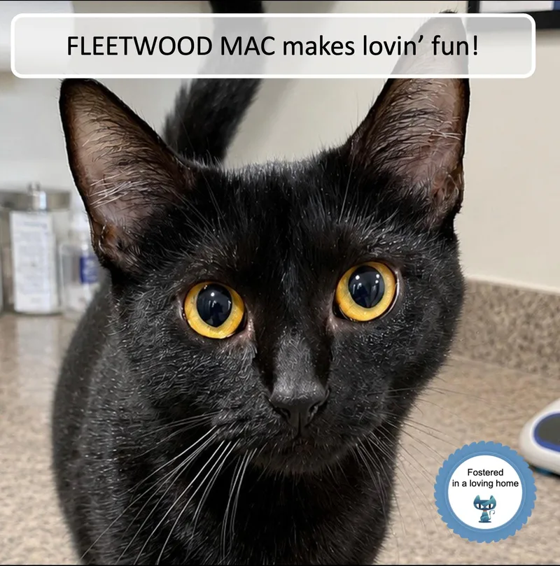 Fleetwood Mac thumbnail 2