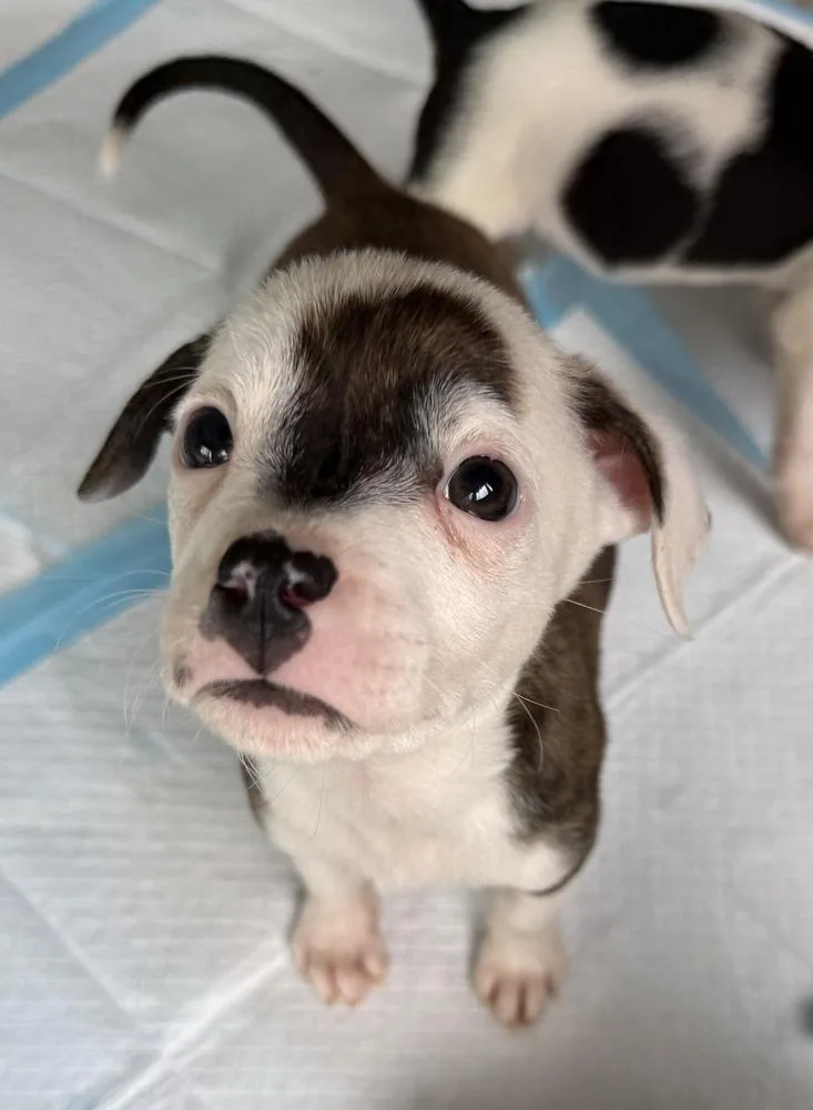 A baby small-sized male Chihuahua dog named Linus for adoption in South Bend, IN