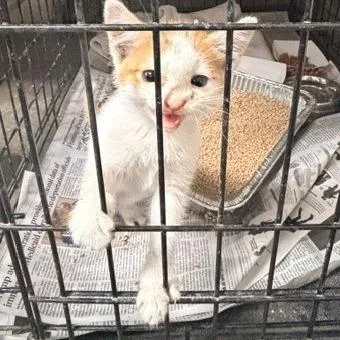 A baby small-sized male Orange / Red Domestic Short Hair cat named Lewis for adoption in Long Beach, CA