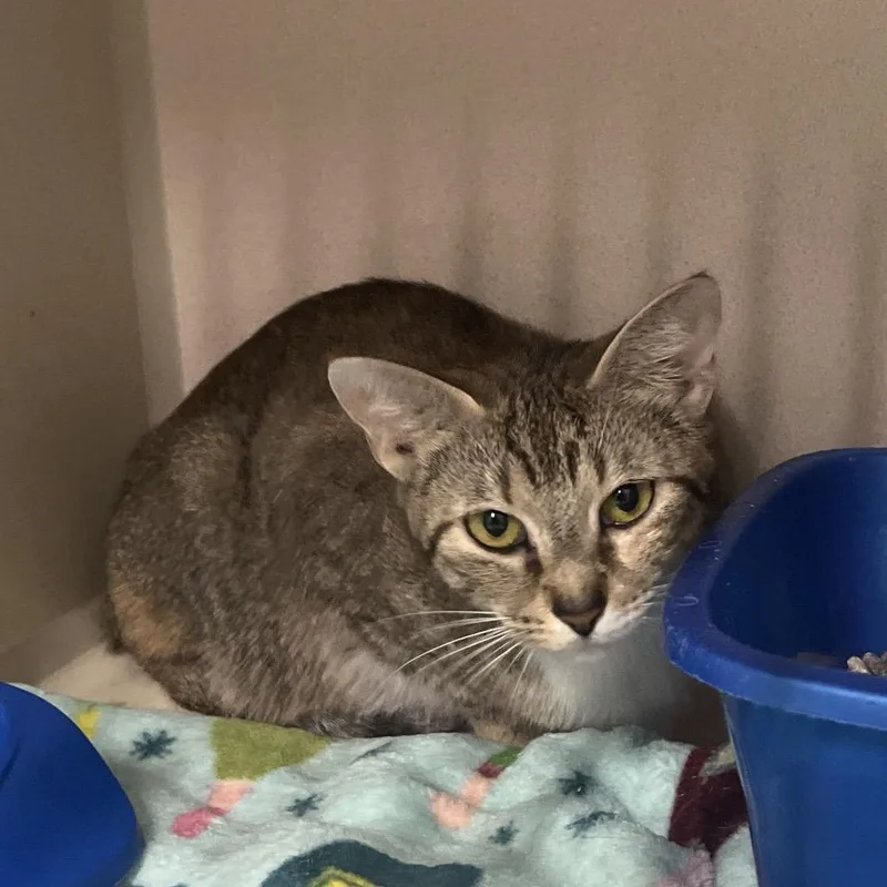An adult medium-sized female Brown / Chocolate Domestic Short Hair cat named Mirabelle for adoption in Summerville, SC
