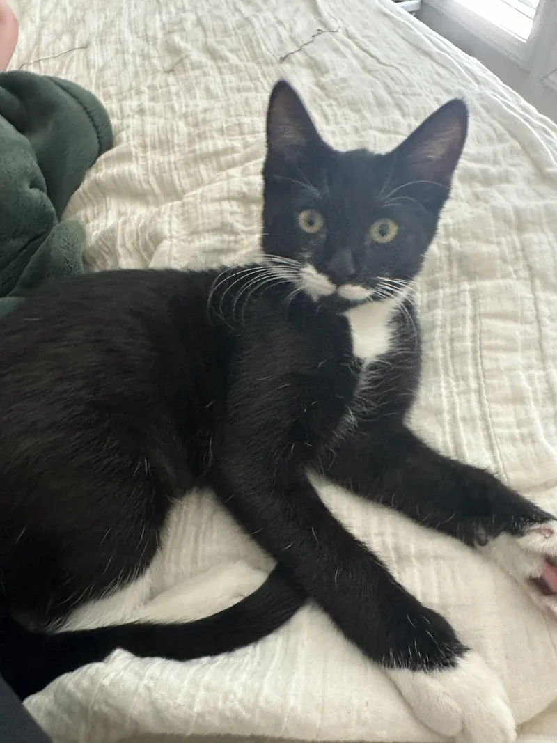 A young medium-sized female Black & White / Tuxedo Domestic Short Hair cat named Lady Lovie for adoption in Lodi, CA