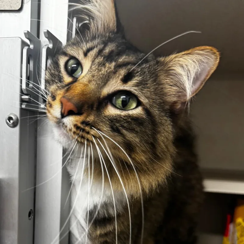An adult large-sized male Brown / Chocolate Domestic Medium Hair cat named Disco for adoption in Wheeling, IL