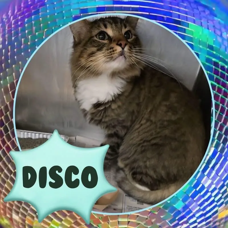 Disco thumbnail 2