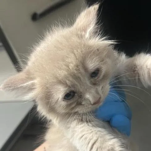 A baby small-sized male Buff / Tan / Fawn Domestic Medium Hair cat named Midsummer for adoption in Tacoma, WA