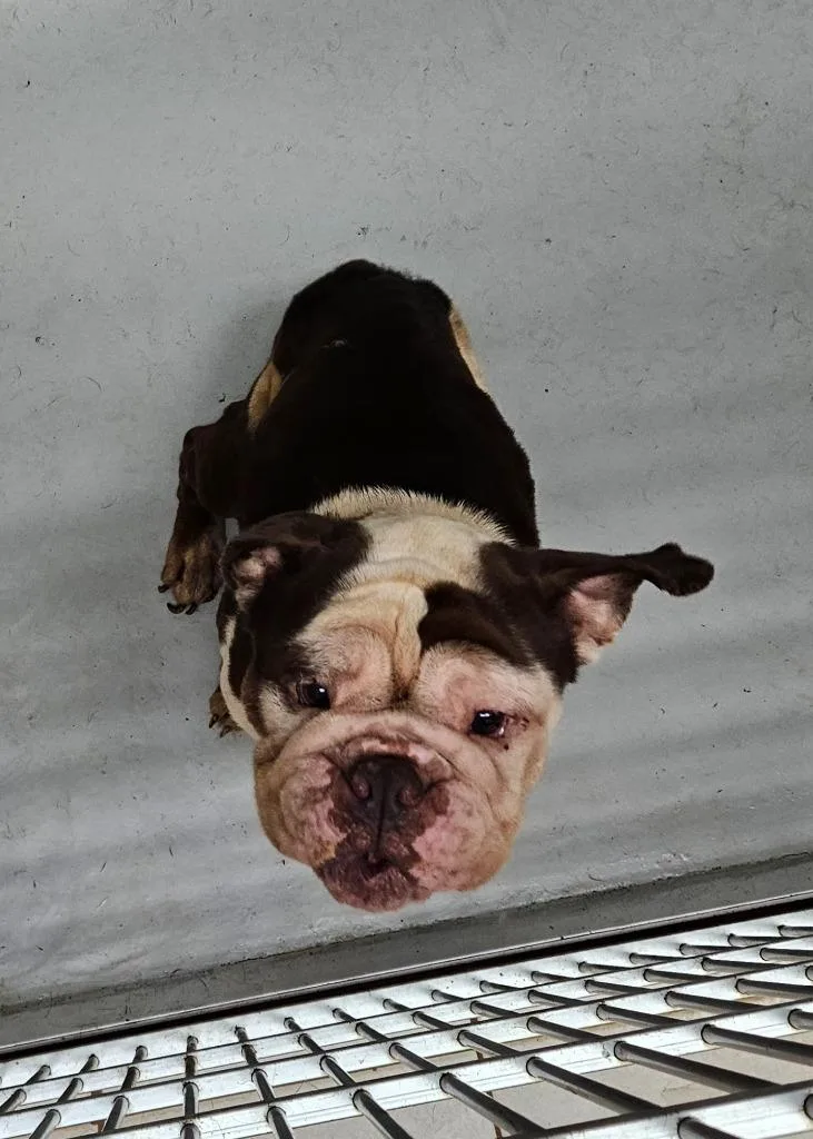 A senior medium-sized male English Bulldog dog named Grove for adoption in Mocksville, NC