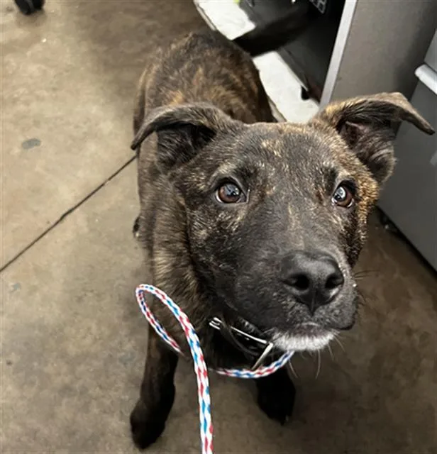 A young small-sized male Mixed Breed dog named Kingston for adoption in Dallas, TX