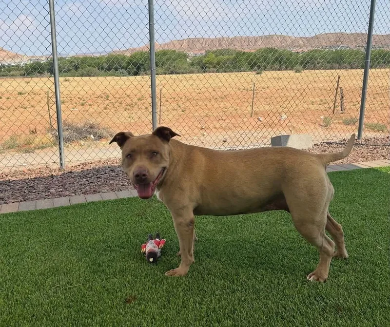 Gracie