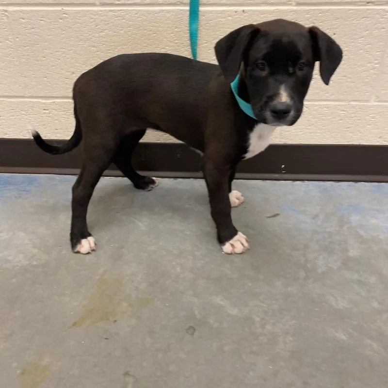 A baby small-sized female Black Mixed Breed dog named Dannie for adoption in Memphis, TN