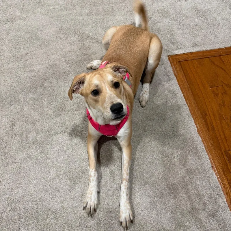 Marshmallow  Home To