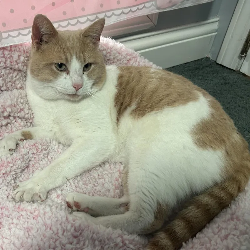 Butterscotch thumbnail 2