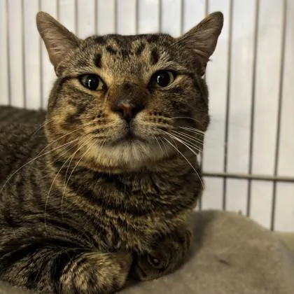 Steve Buscemi thumbnail 3