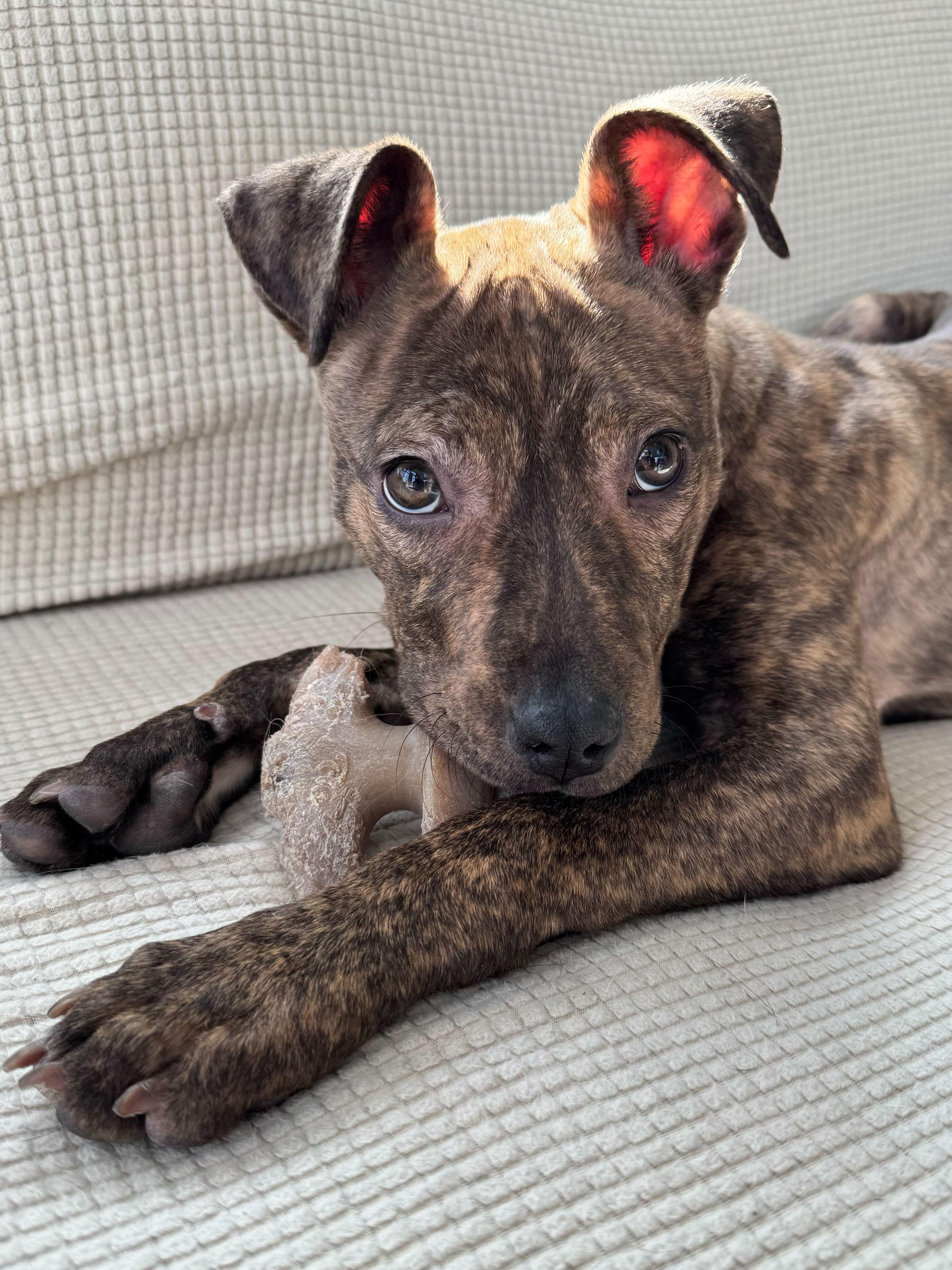 Pink Socks thumbnail 2