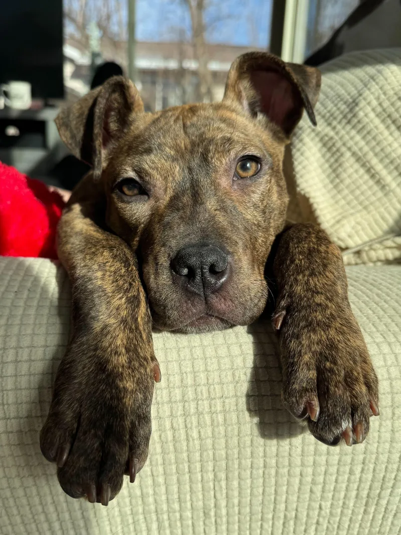 Pink Socks thumbnail 3