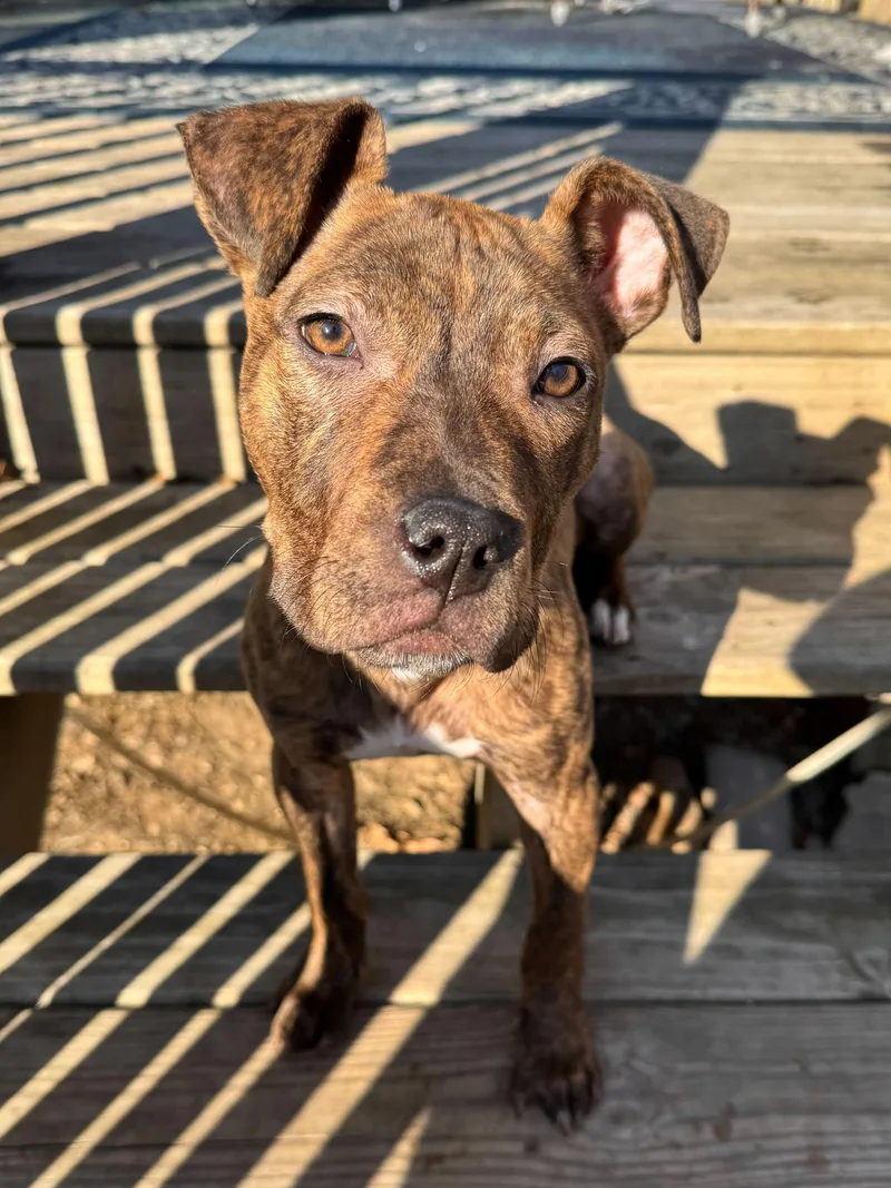 Pink Socks thumbnail 4