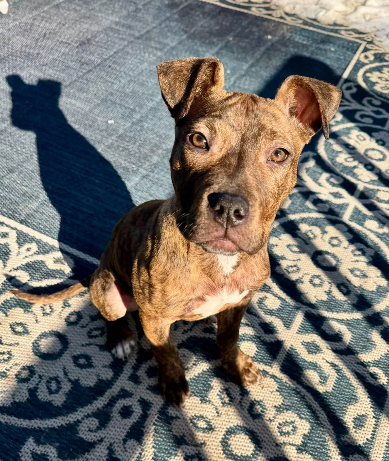 Pink Socks thumbnail 5