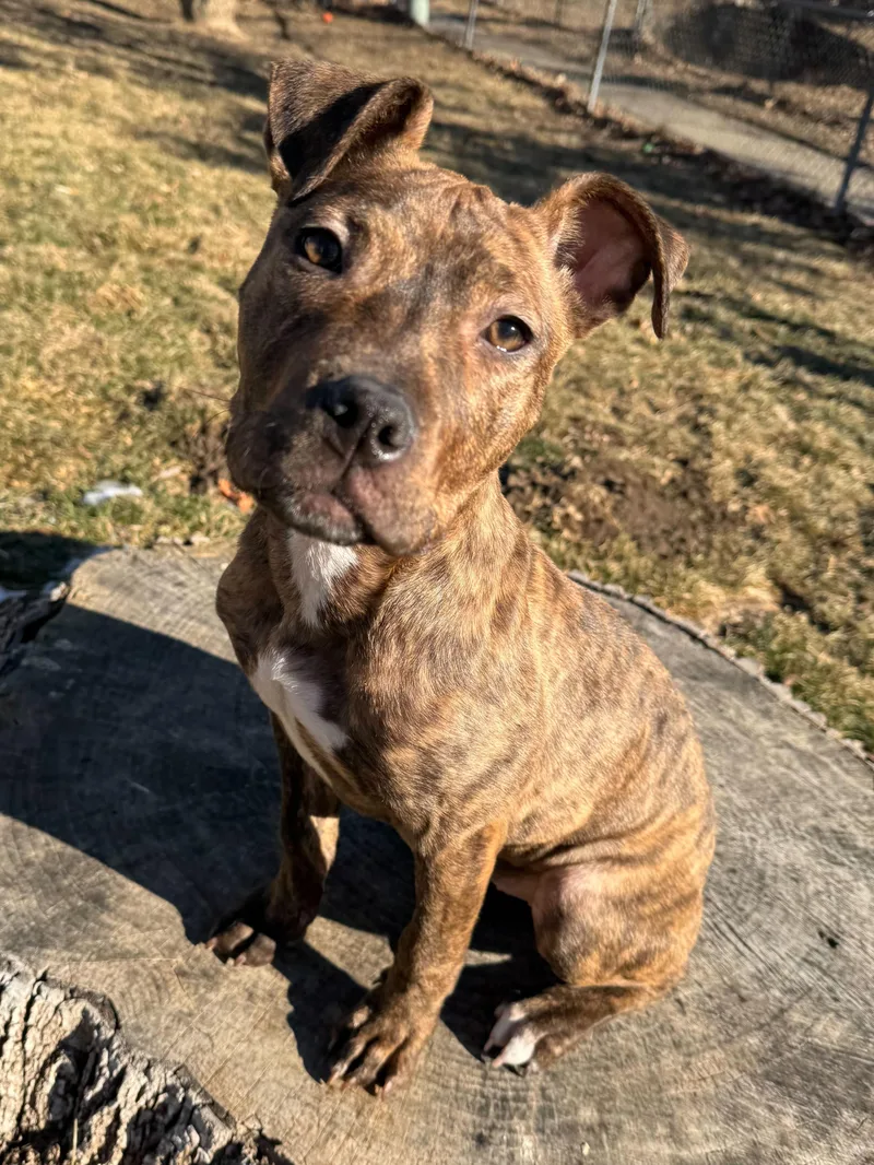 Pink Socks thumbnail 6