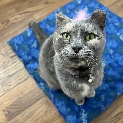 Valentine thumbnail 2