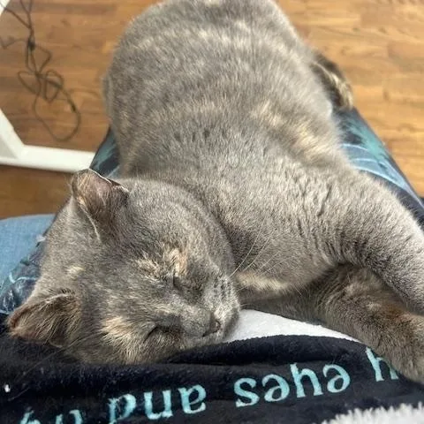 Valentine thumbnail 3