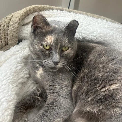 Valentine thumbnail 4