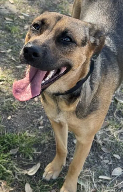 French Toast photo 1