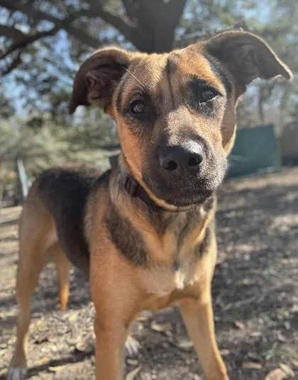 French Toast thumbnail 2