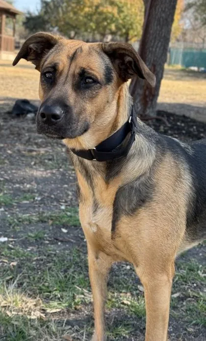 French Toast thumbnail 3