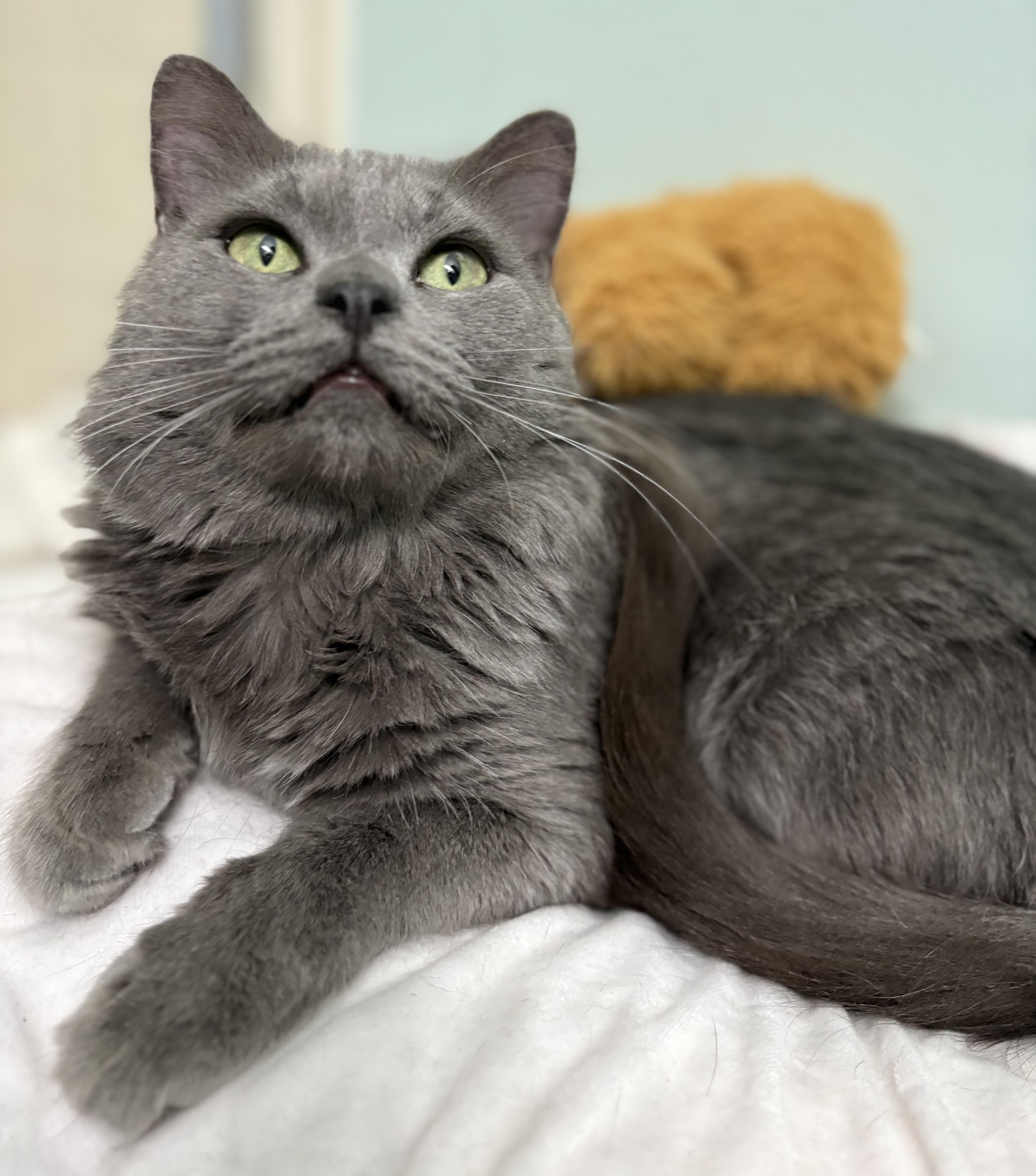 An adult medium-sized male Gray / Blue / Silver Domestic Medium Hair cat named Milo for adoption in Brooksville, FL