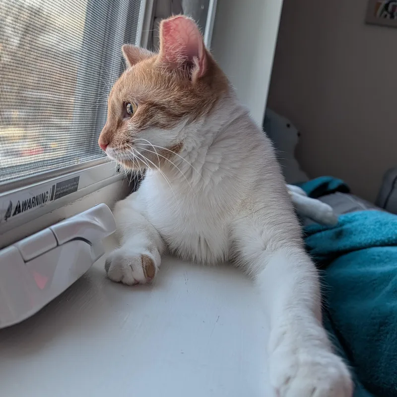 Twinkle Toes thumbnail 3