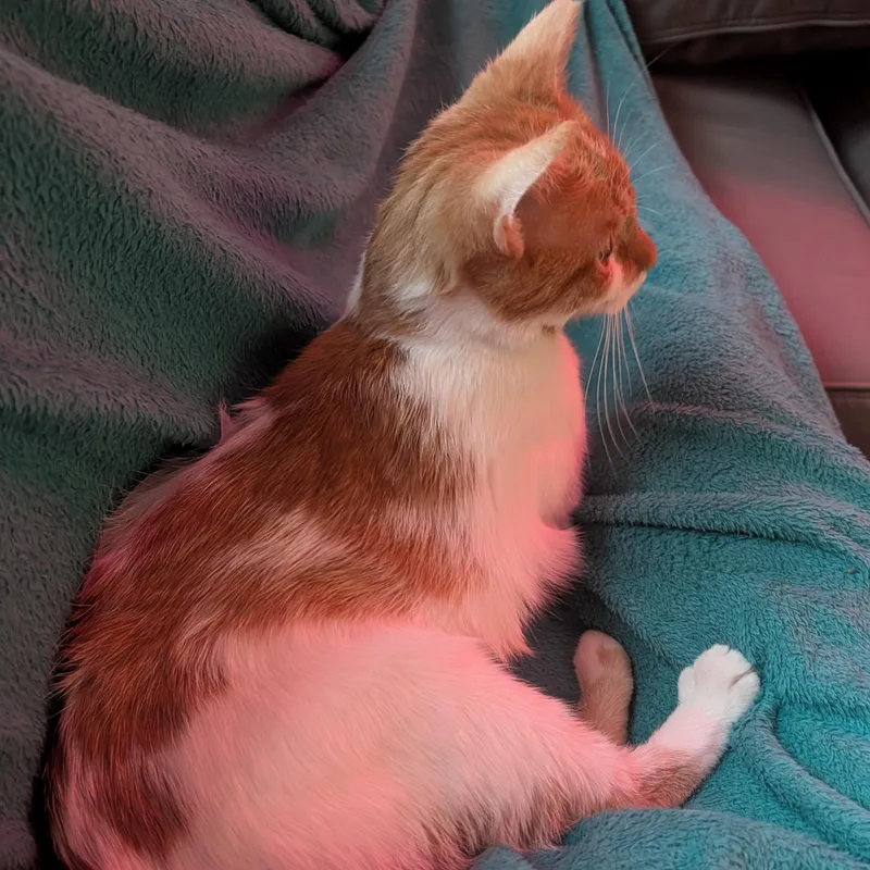 Twinkle Toes thumbnail 4